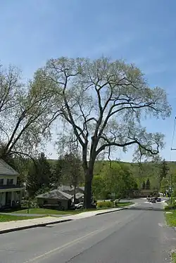The Champion Elm