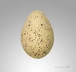 Egg of Charadrius dubius, MHNT