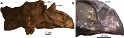 Brown skull of a horned dinosaur missing its neck-frill
