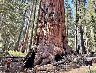 Chief Sequoyah Tree (base)