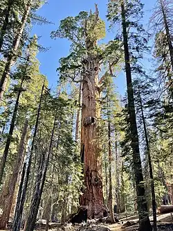 Chief Sequoyah Tree (distance)