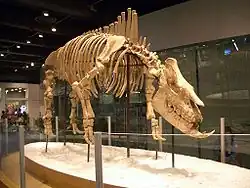 Chilotherium