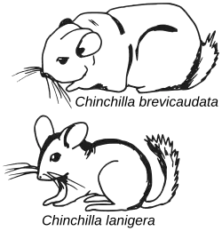 sketch drawings of Chinchilla brevicaudata and Chinchilla lanigera, emphasizing the distinct features of each species. abbreviate is shown excessively fat or chonky and lanigera mouse like with a perky tail