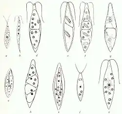 Chlorogonium euchlorum