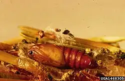 Choristoneura lambertiana pupa