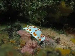 Goniobranchus tasmaniensis
