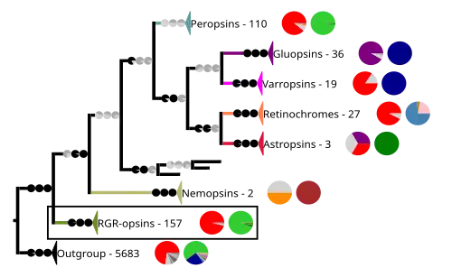 Phylogenetic reconstruction of the chromopsins. The outgroup contains other G protein-coupled receptors including the other opsins. The frame highlights the RGR-opsins.