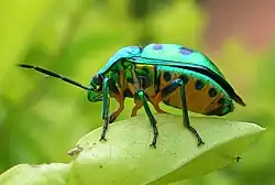 The lychee shield bug perched on a leaf