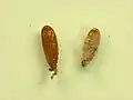 Pupa with and without cocoon