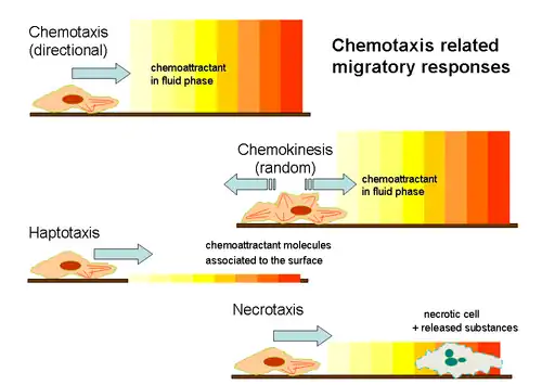 Chemotaxis related migratory responses