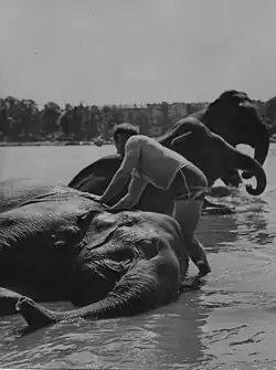 Schmitt with elephants, Brunnsviken, Stockholm, 1944