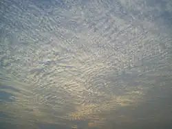 A large field of cirrocumulus clouds in a blue sky, beginning to merge near the upper left