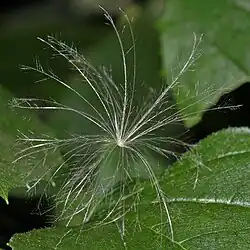 Pappus of Cirsium arvense