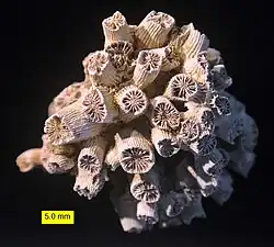 The coral Cladocora from the Pliocene of Cyprus