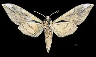 Male C. b. formosana, underside