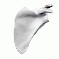 Left scapula. Animation. Clavicular facet shown in red.