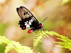 Male Clearwing swallowtail, Cairns, Queensland