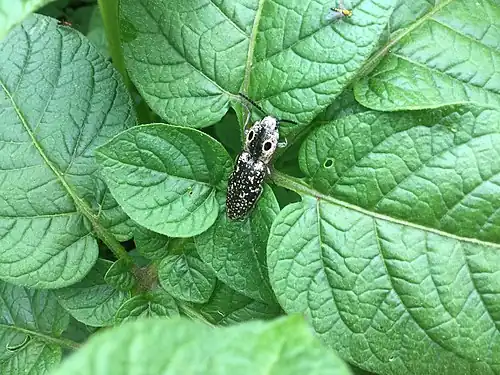 Alaus oculatus on a potato plant in an Oklahoma garden