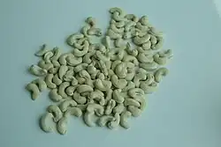 Close-up of Vengurla-7 variety Cashews