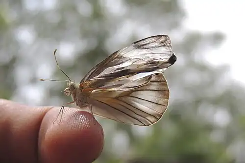 Ventral view