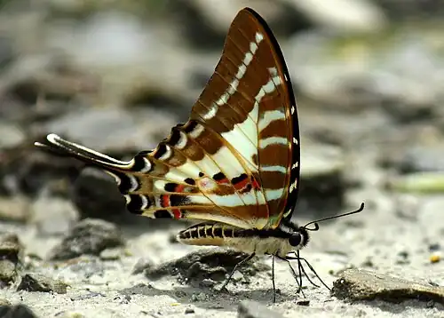 Ventral view