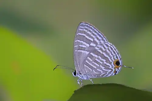Ventral view