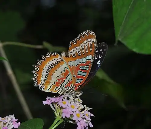Ventral view (male)