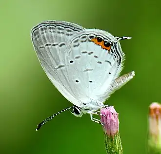 Ventral view (male)