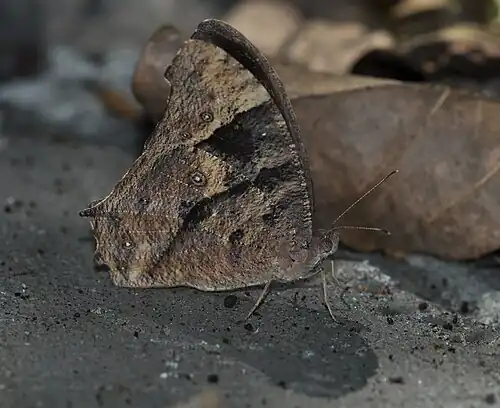 Ventral view (dry-season form)