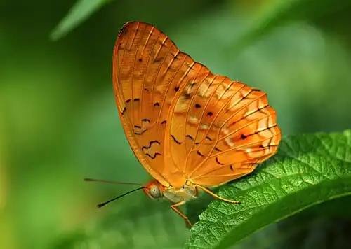 Ventral view