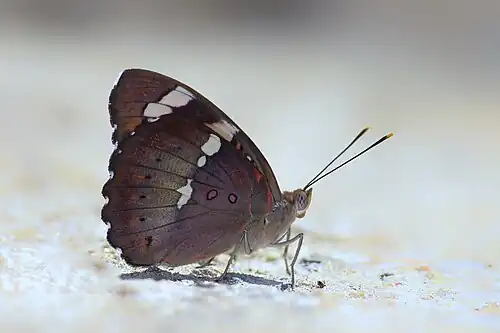 Ventral view