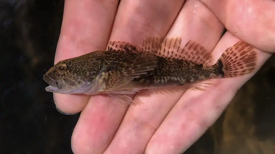 Small Riffle sculpin