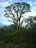 Individual of Cochlospermum tetraporum emerging over the canopy of the Chacoan thicket.