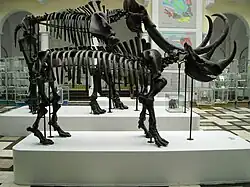 Coelodonta antiquitatis Blumenbach