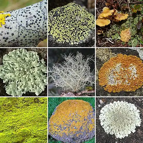 Nine different lichen growth forms showing morphological diversity from crustose to fruticose types