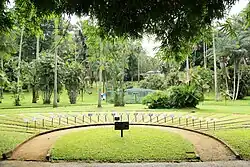 Collection of grasses