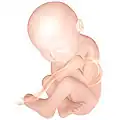 Fetus at 38 weeks after fertilization[23]
