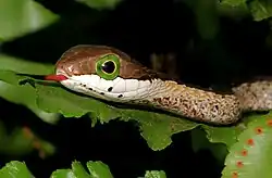 A green snake's head is prominent for a coiled snake facing the camera.