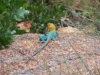 Male collared lizard, with blue-green body and yellow-brown head, at the Wichita Mountains Wildlife Refuge near Lawton, Oklahoma