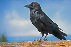 One black raven