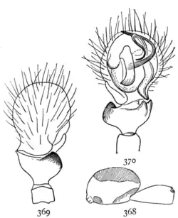 Ceratinella lætabilis