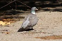 Common Wood Pigeon - Columba palumbus