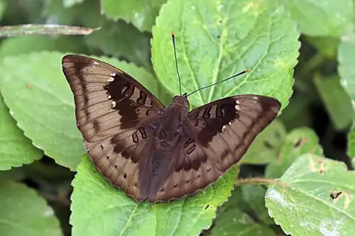 Male E. a. suddhodana Bardiya, Nepal