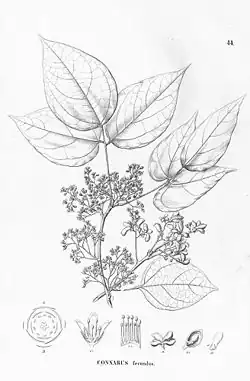 A drawn black and white illustration of a plant named Connarus Fecundus. A few branches are shown with leaves and small flowers.
