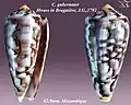 Conus gubernator Hwass in Bruguière, J.G., 1792