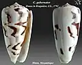 Conus gubernator Hwass in Bruguière, J.G., 1792