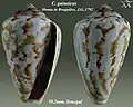 Conus guinaicus Hwass in Bruguière, J.G., 1792