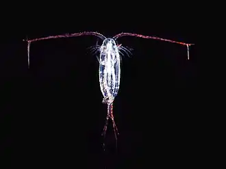 Image 97A copepod (from Arctic Ocean)