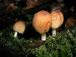 Coprinellus micaceus