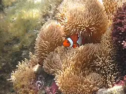 Clownfish, Aka island